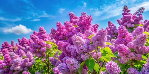 Obraz premium Vibrant purple lilac blooms in a sprawling bush against a bright blue sky on a clear summer day, blossom, blossoming