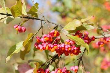 Branch with Leaves and Opened Seed Vessels of the European Spindle Tree - Euonymus europaeus