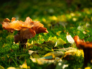 Large fungi mushroom growing wild in British countryside 
