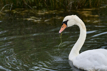 view of Cygnus olor in Victoria and Joyel marshes, Cantabria, Spain