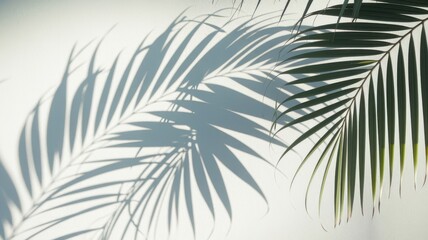Obraz premium Palm leaves casting shadows on a white background.
