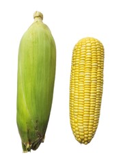 Yellow sweetcorn on white background