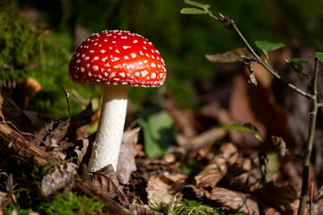 Close-up of fly agaric mushrooms (Amanita muscaria) growing in a sunlit forest.