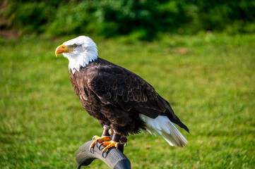 Weißkopf Seeadler das Wappenter der Vereinigten Staaten von Amerika aufgebockt bei einer Flugschau