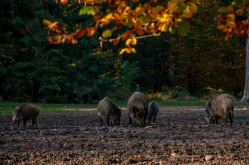 Eine Wildschweinrotte auf einer herbstlichen Waldlichtung