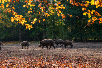 Eine Wildschweinrotte auf einer herbstlichen Waldlichtung