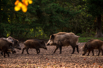 Eine Wildschweinrotte auf einer herbstlichen Waldlichtung