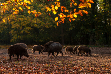 Eine Wildschweinrotte auf einer herbstlichen Waldlichtung