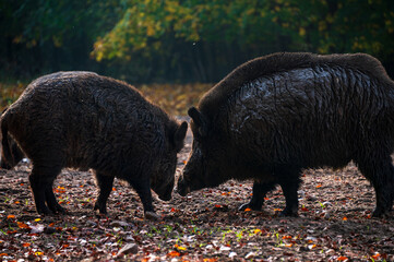 Wildschweine, ein Eber mit seinem Harem auf einer Waldlichtung im Herbst