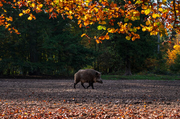 Wildschweine, ein Eber mit seinem Harem auf einer Waldlichtung im Herbst