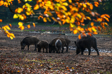 Eine Rotte Wildschweine auf einer Waldlichtung im Herbst