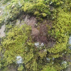 moss on stone