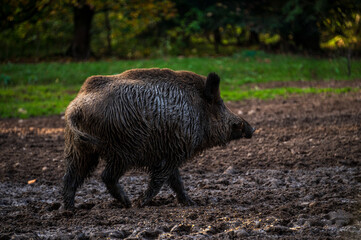 Ein Wildschwein Eber in einerm Herbstwald