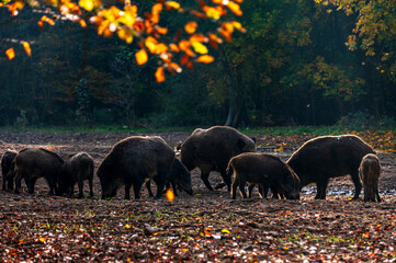 Eine Rotte Wildschweine auf einer Waldlichtung im Herbst
