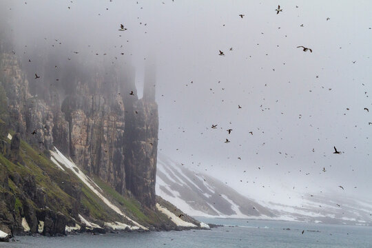 Brunnich's guillemot (Uria lomvia) breeding and nesting site at Cape Fanshawe in the Svalbard Archipelago, Norway, Arctic, Europe