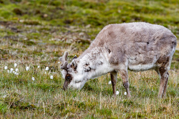 Adult Svalbard reindeer (Rangifer tarandus platyrhynchus) grazing within the town limits of Longyearbyen, Spitsbergen, Svalbard, Norway, Arctic, Europe