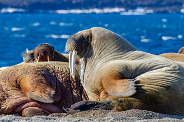 Adult bull walrus (Odobenus rosmarus rosmarus) hauled out on the beach in the Svalbard Archipelago, Norway, Arctic, Europe