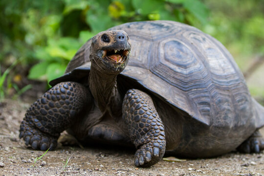 Wild Galapagos giant tortoise (Geochelone elephantopus) at Urbina Bay, Isabela Island, Galapagos Islands, UNESCO World Heritage Site, Ecuador, South America
