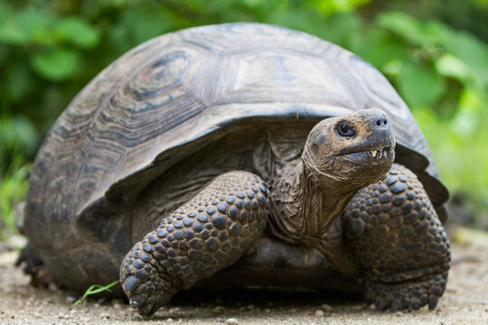 Wild Galapagos giant tortoise (Geochelone elephantopus) at Urbina Bay, Isabela Island, Galapagos Islands, UNESCO World Heritage Site, Ecuador, South America