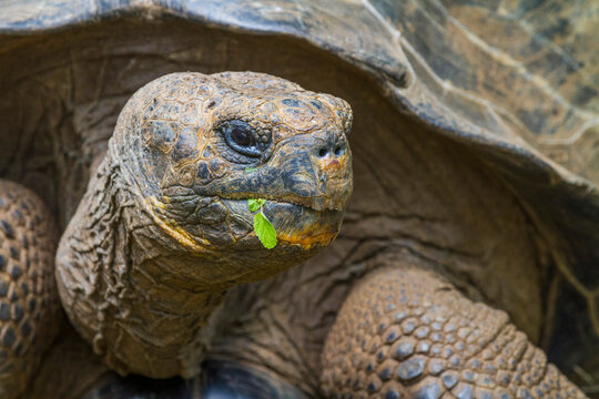 Captive Galapagos giant tortoise (Geochelone elephantopus) at the Charles Darwin Research Station, Galapagos, UNESCO World Heritage Site, Ecuador, South America