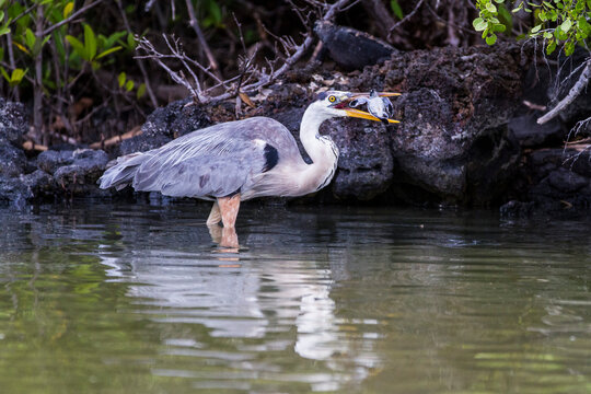Adult great blue heron (Ardea herodias cognata) feeding on green sea turtle hatchlings, Galapagos Islands, UNESCO World Heritage Site, Ecuador, South America