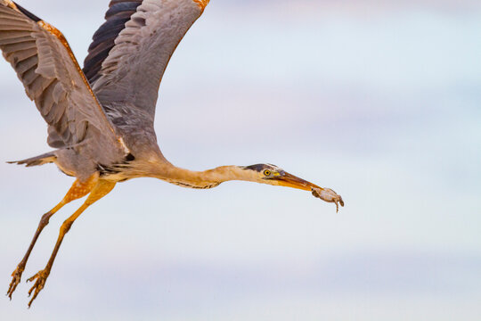 Adult great blue heron (Ardea herodias cognata) feeding on green sea turtle hatchlings, Galapagos Islands, UNESCO World Heritage Site, Ecuador, South America