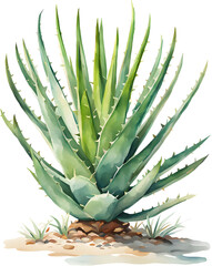 Obraz premium Aloe Vera illustration on transparent background 