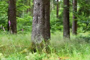 Natur im Thüringer Wald