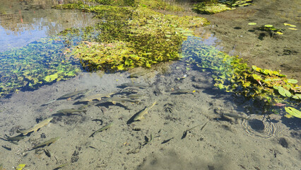 Common Barbel fishes (Barbus barbus) in a shallow pool of fresh water flowing from a water spring...