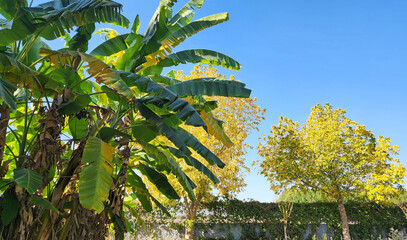 Trees of banana (Musa sp) in a park in Medietrranean region autumn 