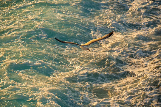 View of seagull from ferry at sunset, Kavala, Dimos Kavalas, Eastern Macedonia and Thrace, Gulf of Thasos, Gulf of Kavala, Greece, Europe