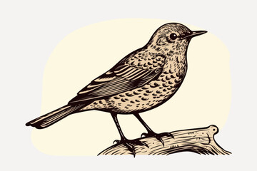 Vintage bird illustration on branch