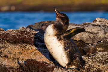 Galapagos penguin (Spheniscus mendiculus) hauled out on lava in the Galapagos Island Archipelago, UNESCO World Heritage Site, Ecuador, South America