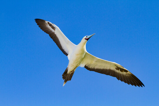 Adult red-footed booby (Sula sula) in flight in the Galapagos Island Archipelago, UNESCO World Heritage Site, Ecuador, South America
