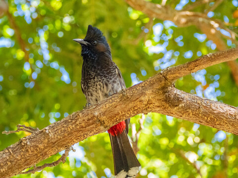 Red-vented bulbul (Pycnonotus cafer), at the Volivoli Resort grounds on Viti Levu, Fiji, South Pacific, Pacific