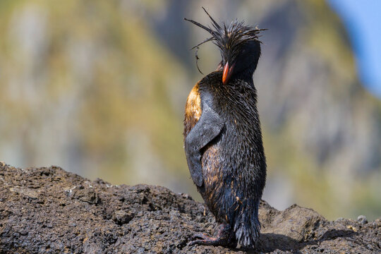 Northern rockhopper penguin (Eudyptes moseleyi) covered in spilled oil from the wreck of the MS Oliva, Nightingale island, Tristan da Cunha Group, South Atlantic Ocean