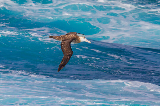 Adult wandering albatross (Diomedea exulans) in flight near the Tristan da Cunha Group, South Atlantic Ocean