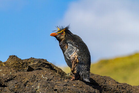 Northern rockhopper penguin (Eudyptes moseleyi) covered in spilled oil from the wreck of the MS Oliva, Nightingale island, Tristan da Cunha Group, South Atlantic Ocean
