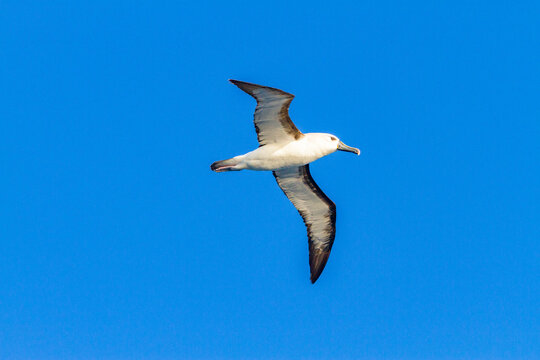 Adult yellow-nosed albatross (Thalassarche chlorohynchos) in flight near the Tristan da Cunha Group, South Atlantic Ocean