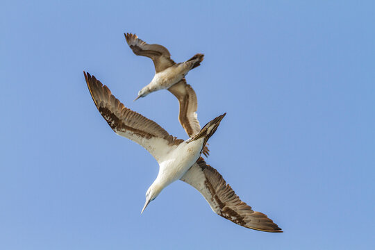 Young northern gannets (Morus bassanus) in flight near Ile des Oiseaux in the Parc National du Delta du Saloum, UNESCO World Heritage Site, Senegal, West Africa, Africa