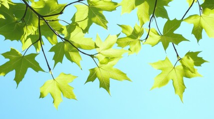 Obraz premium Vibrant Spring Maple Leaves against a Bright Sky