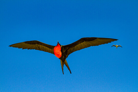 Male Great frigatebird (Fregata minor) in breeding plumage with red gular pouch, on Genovesa (Tower) Island, Galapagos Islands, UNESCO World Heritage Site, Ecuador, South America