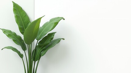 Fototapeta premium Modern Indoor Houseplant Isolated on White Background