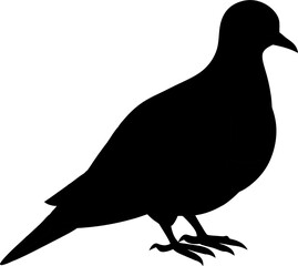 The silhouette pigeon