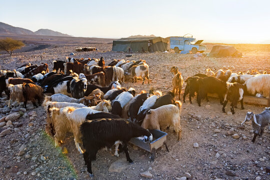 Herd of goats gathered in front of a Bedouin camp near Wadi Dana and Araba Valley, Dana Biosphere Reserve, Jordan, Middle East