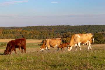 Cows is grazing in a pasture on an autumn day.