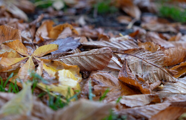 Autumn colors