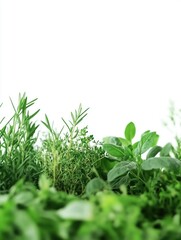 Close-up of green plants