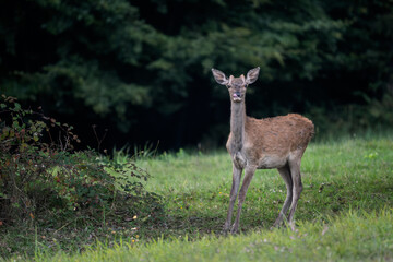 Red Deer - Cervus elaphus, large beautiful iconic animal from European forests and meadows, White Carpathians, Slovakia.