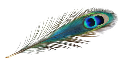 Obraz premium Vibrant Peacock Feather. png